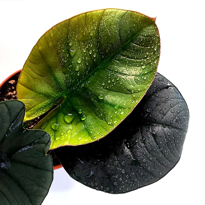 Alocasia Equator листья