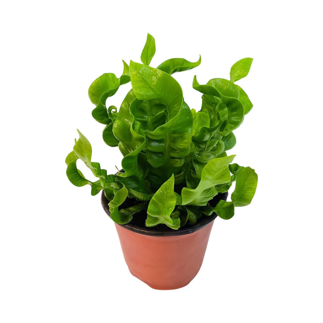 Асплениум Криспи Вейв / Asplenium Nidus Crispy Wave купить