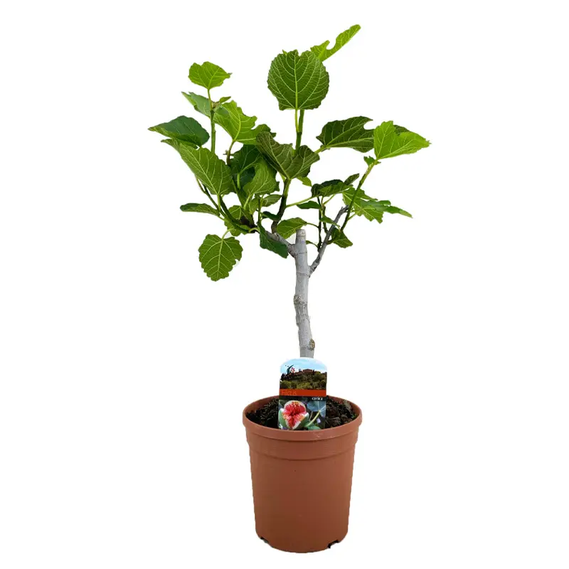 Инжир / Ficus Carica