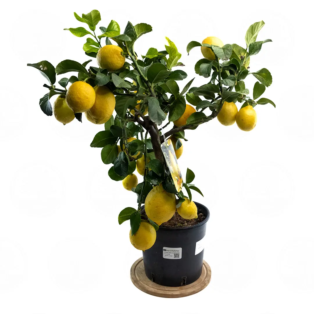 Лимон Фемминелло Инкаппуччиато / Lemon Femminello Incappucciato — цитрусовое растение, детальное фото
