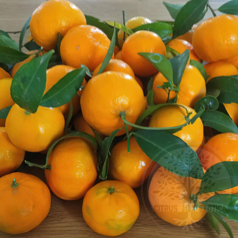 Мандарин Чакулли пиколо / Mandarin Ciaculli piccolo — цитрусовое растение, детальное фото

