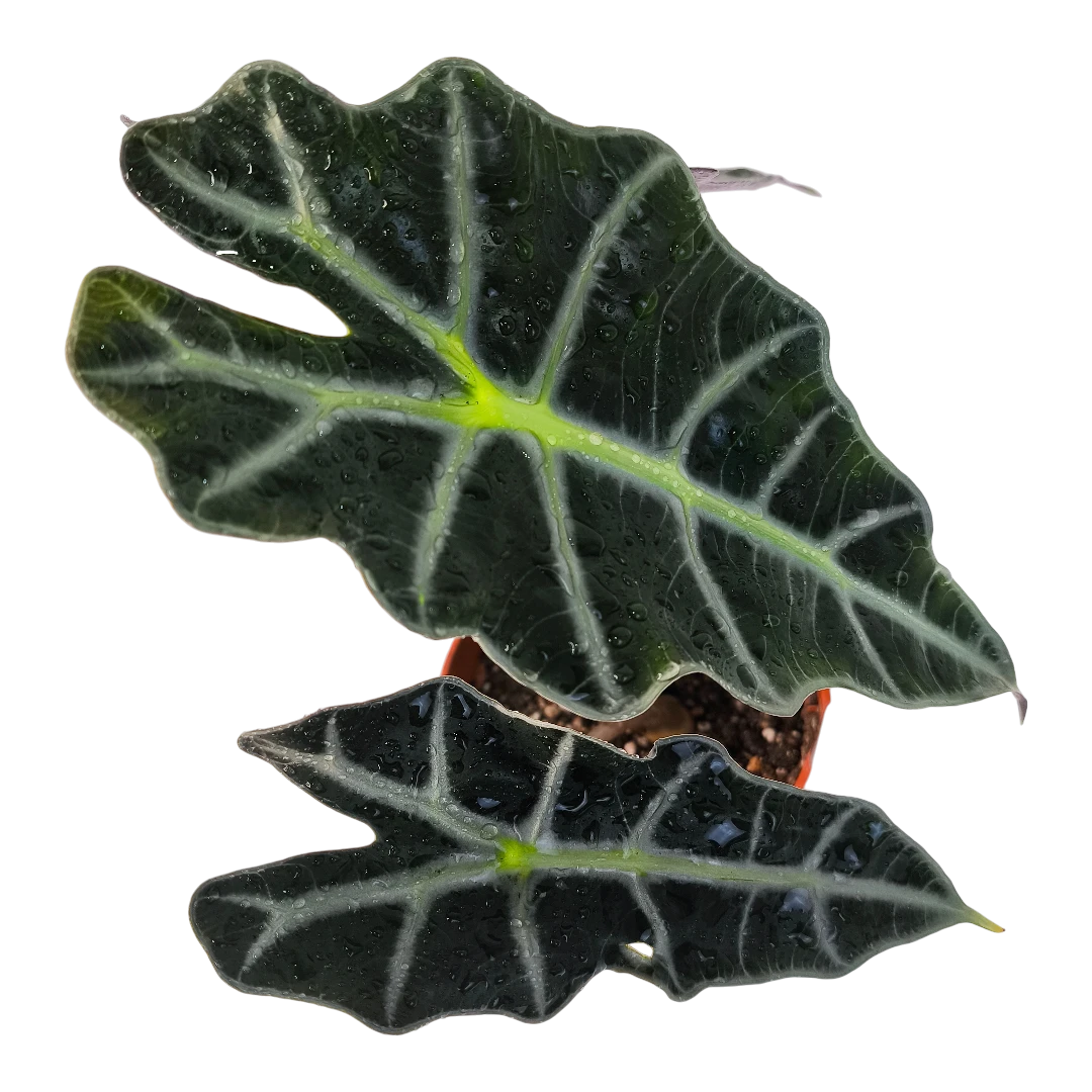 Алоказия Полли / Alocasia amazonica Polly купить