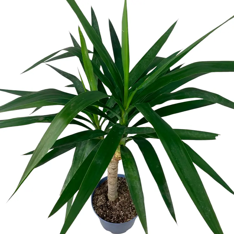 Юкка гигантская / Yucca gigantea купить
