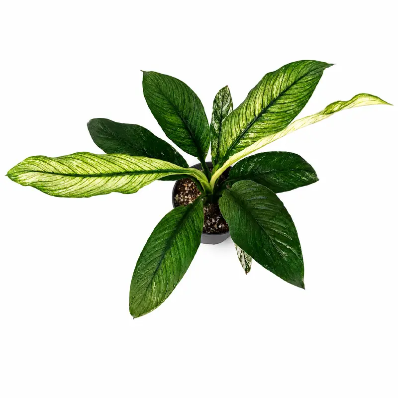 Спатифиллум вариегатный Сенсейшен / Spathiphyllum Sensation купить
