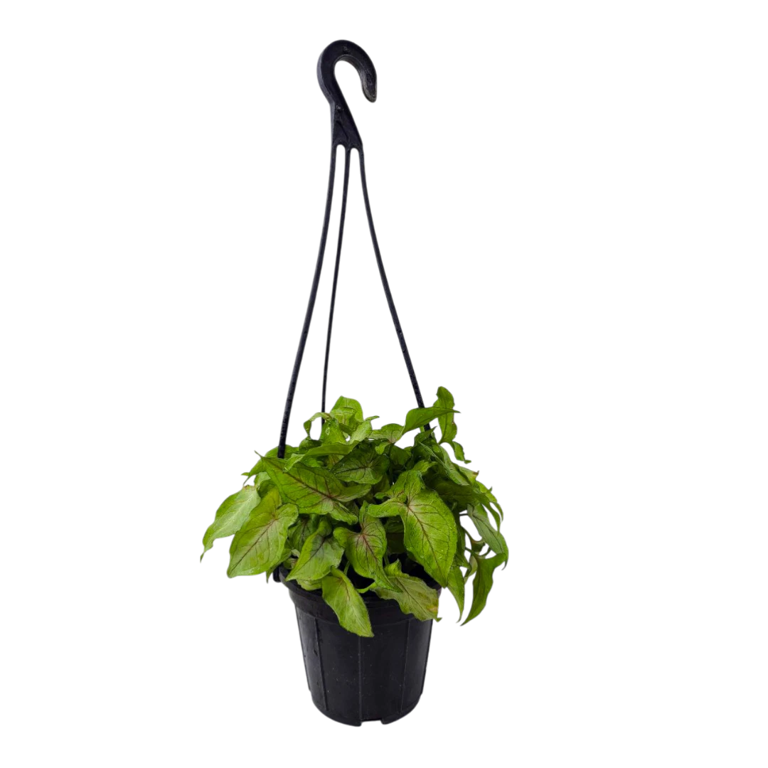 Сингониум "Green Allusion" купить