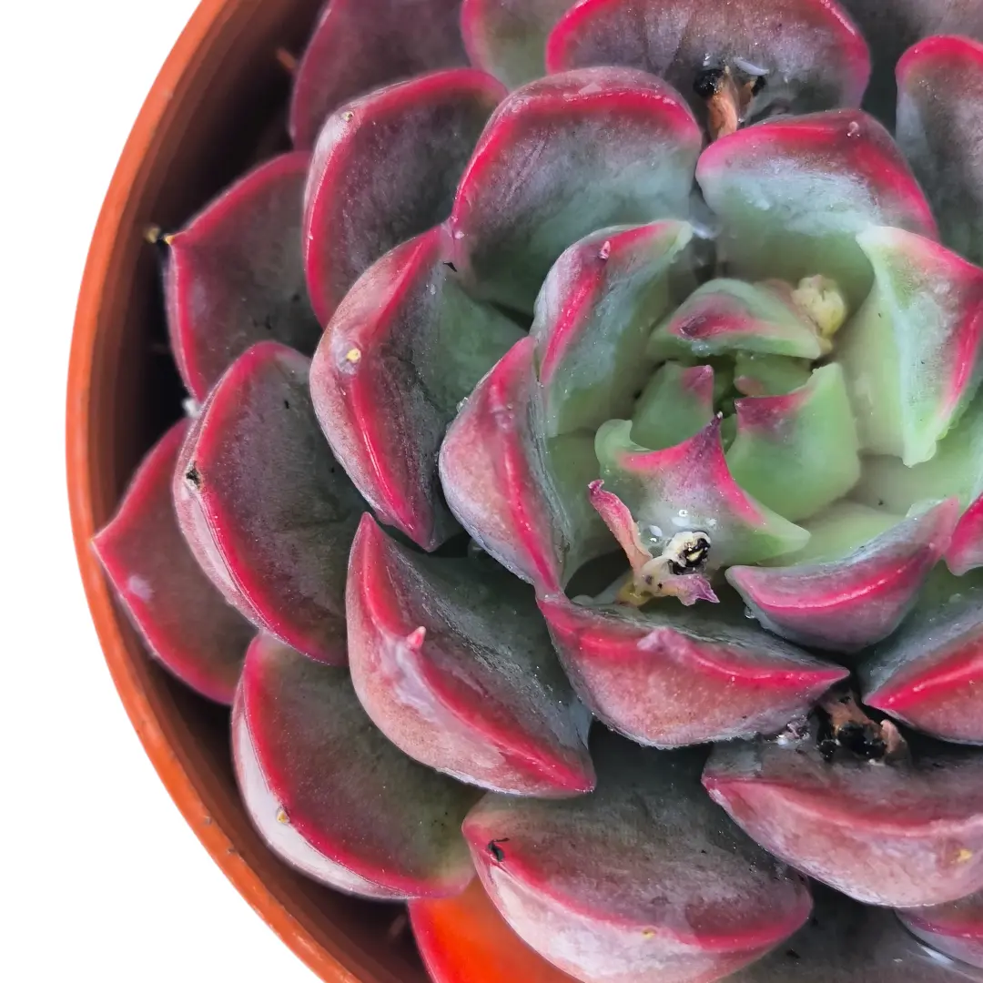 Эхеверия Саммер / Echeveria Summer купить