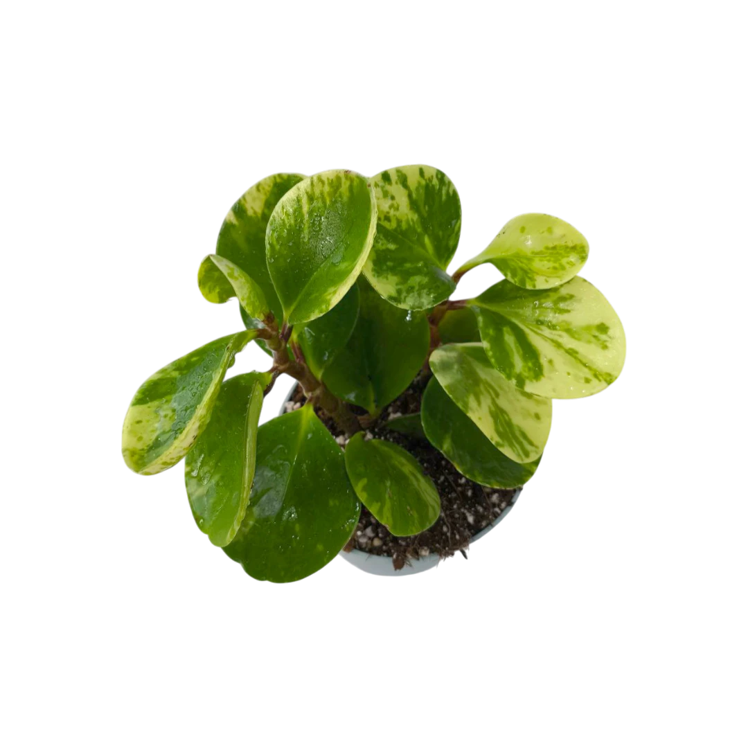 Пеперомия "Марбл" / Peperomia obtusifolia "Marble" купить