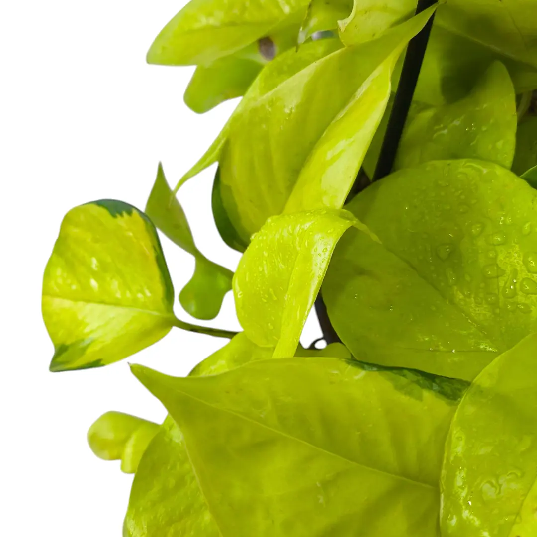 Эпипремнум Голден Потос / Epipremnum pinnatum Golden Pothos купить