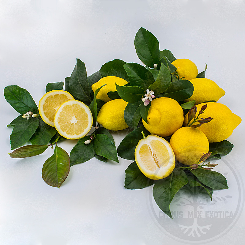 Лимон Эврика / Lemon Eureka — цитрусовое растение, детальное фото
