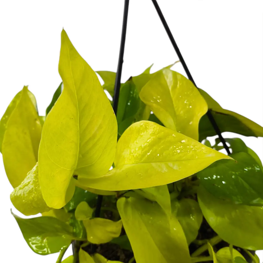 Эпипремнум Голден Потос / Epipremnum pinnatum Golden Pothos купить