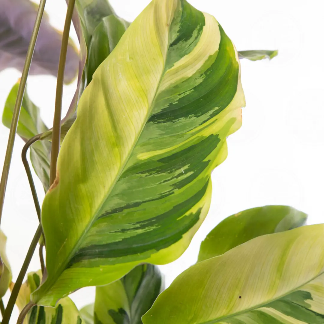 Калатея Йеллоу Фьюжин / Calathea Yellow Fusion купить