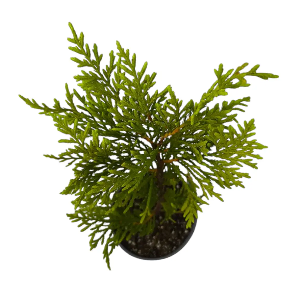 Кипарис Лейланда Голд Райдер / Cupressus Leylandii Gold Rider купить