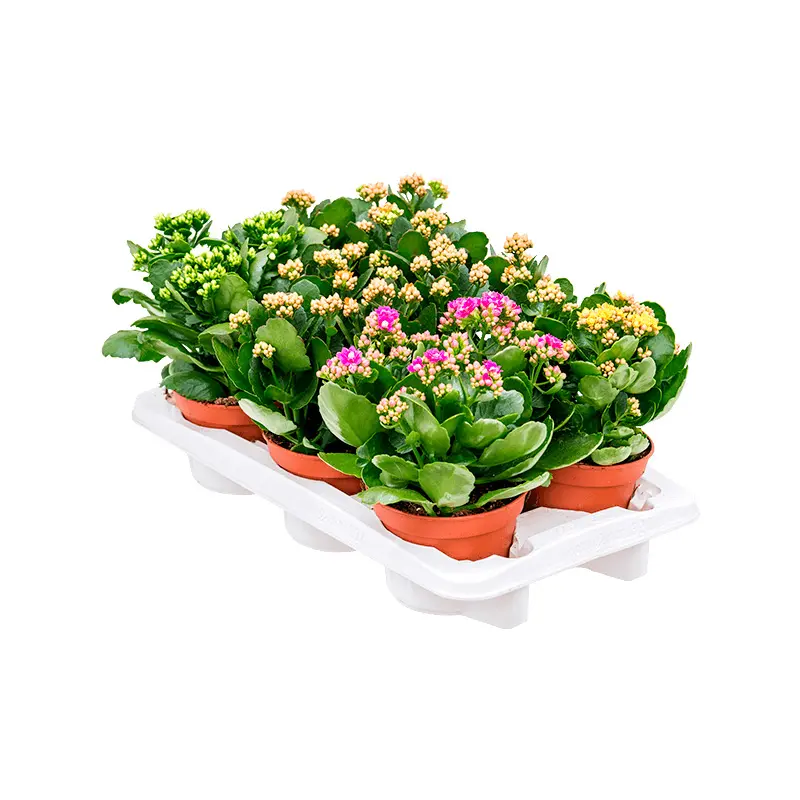 Каланхоэ Микс 6 купить