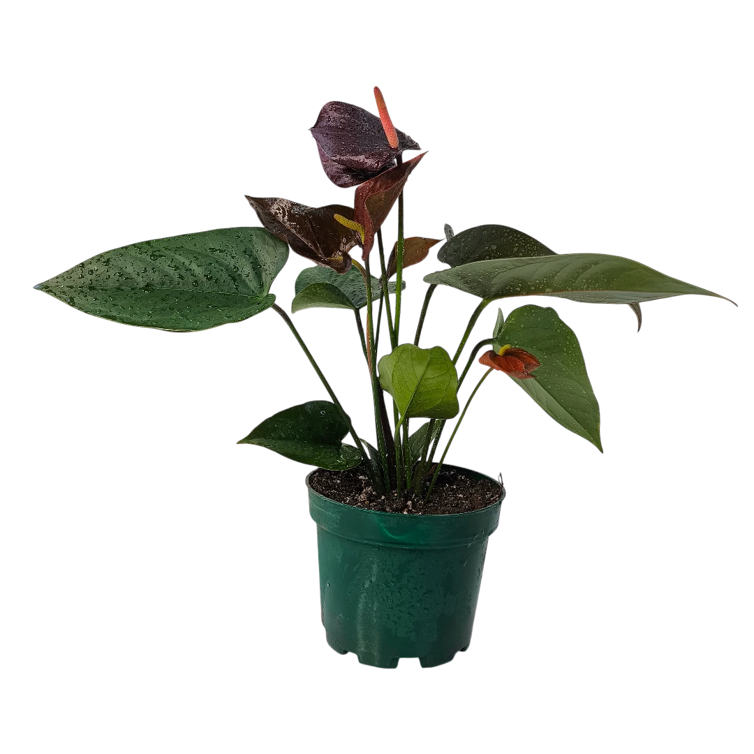 Антуриум Андрианум Блэк Мэджик / Anthurium Andreanum Black Magic купить