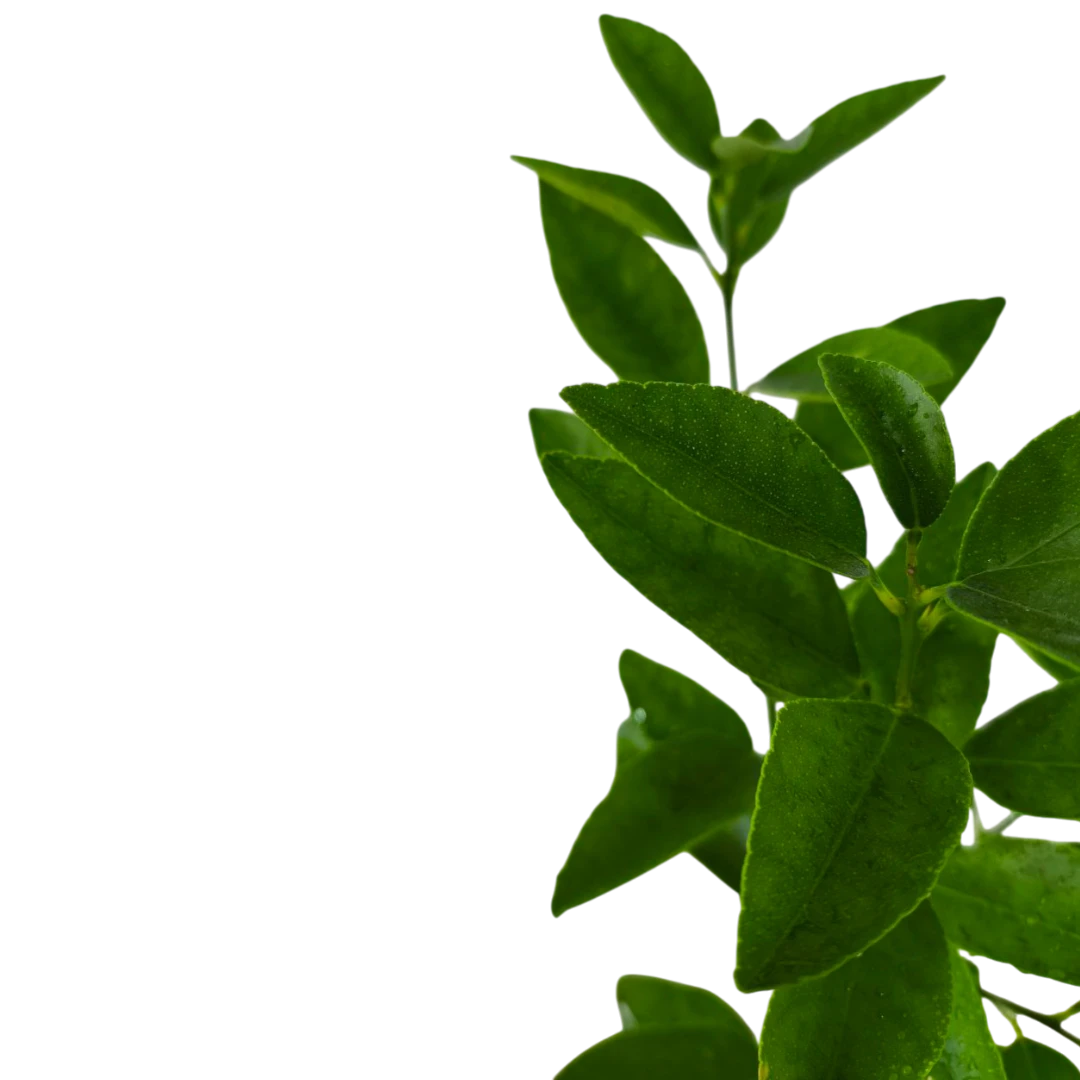 Лайм персидский / Lime Persian — цитрусовое растение, детальное фото
