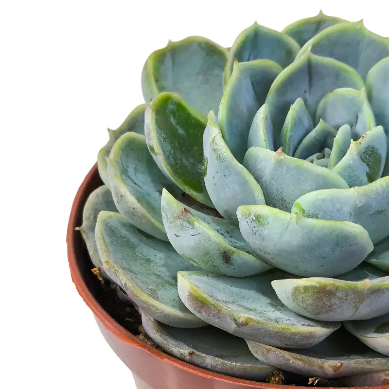 Эхеверия Блю Сюрпрайз / Echeveria Blue Surprise купить