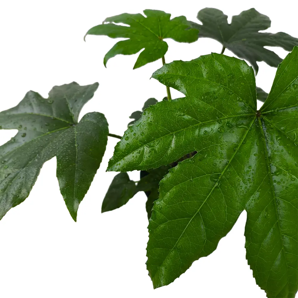 Фатсия японская /Fatsia japonica купить