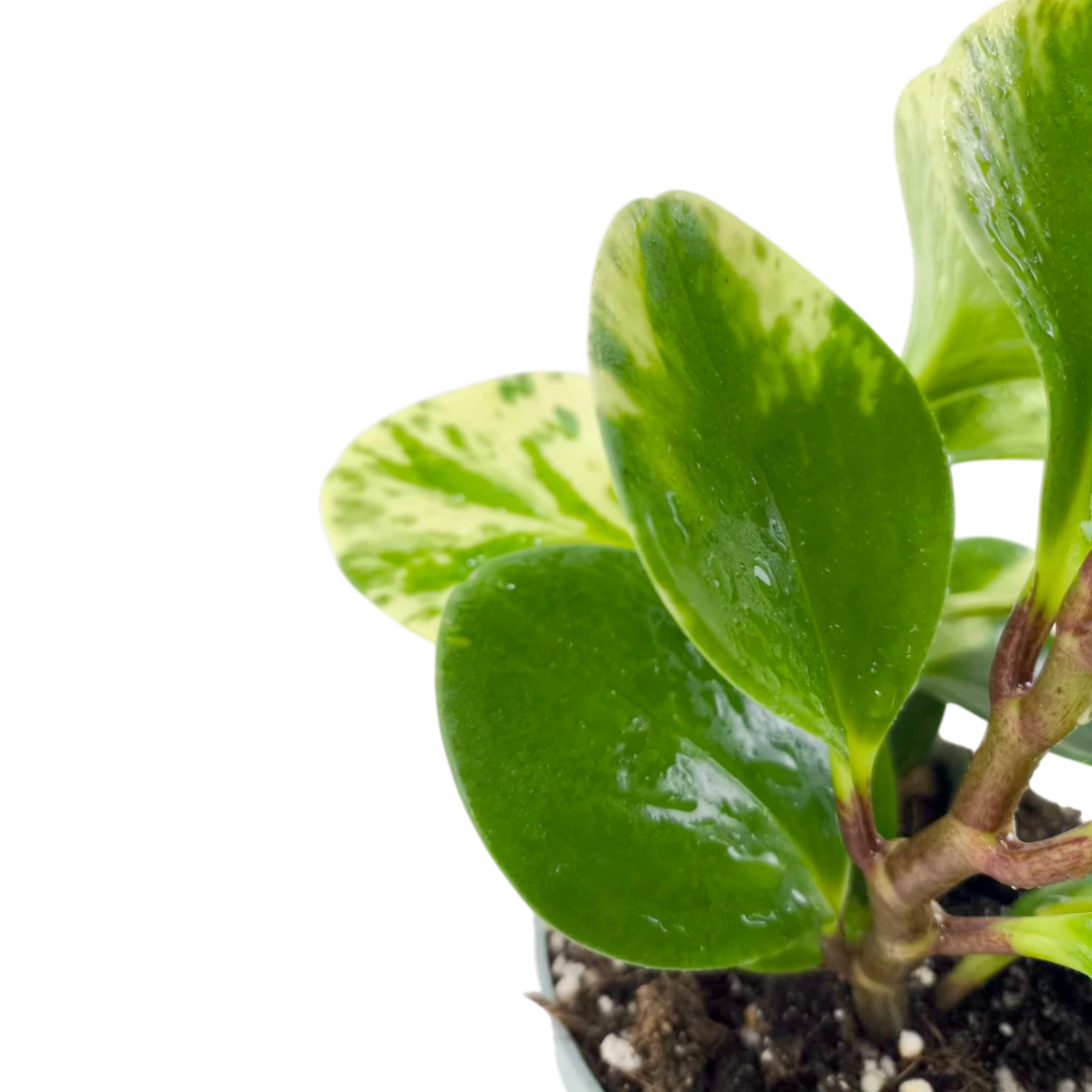 Пеперомия "Марбл" / Peperomia obtusifolia "Marble" купить