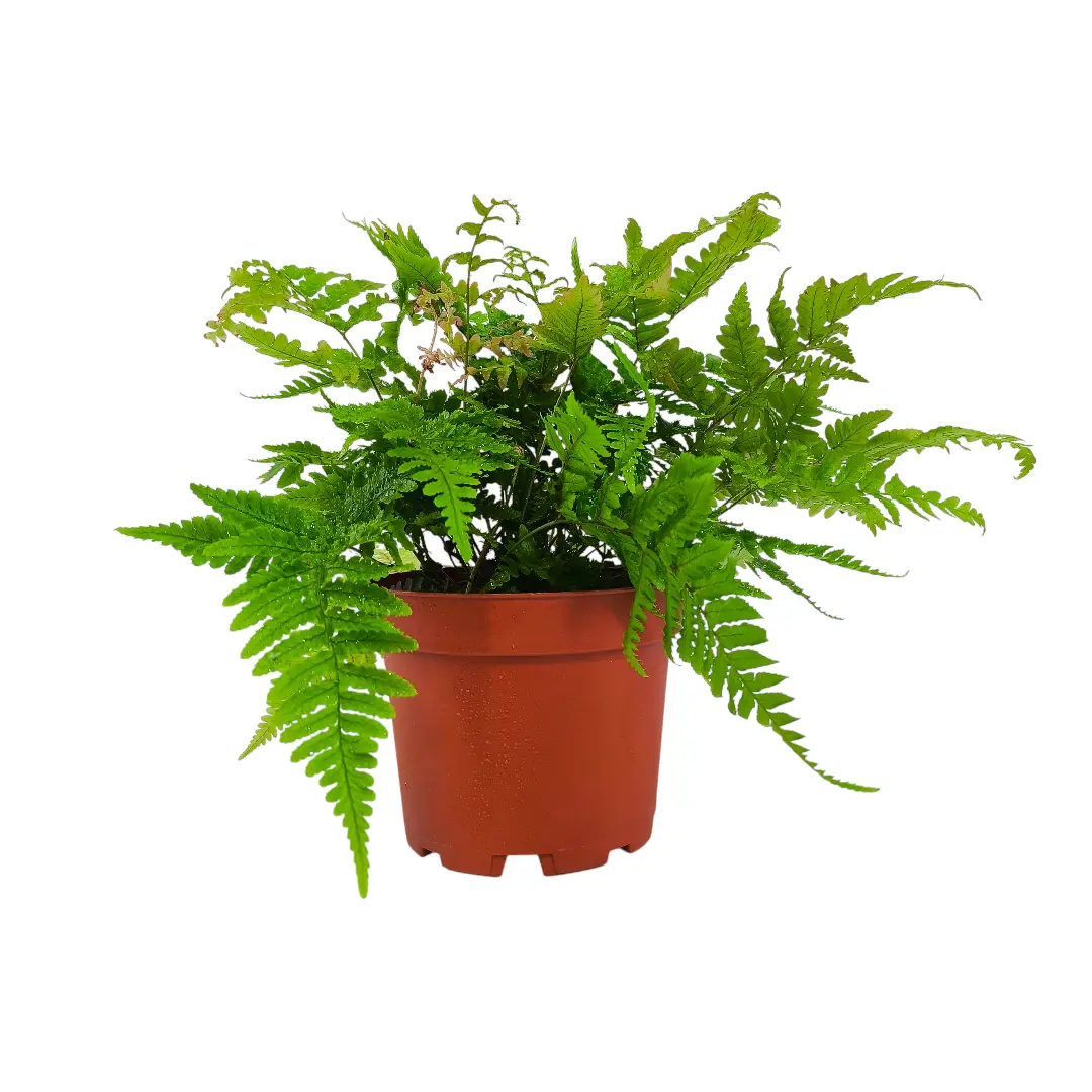Щитовник красносорусовый / Dryopteris erythrosora купить