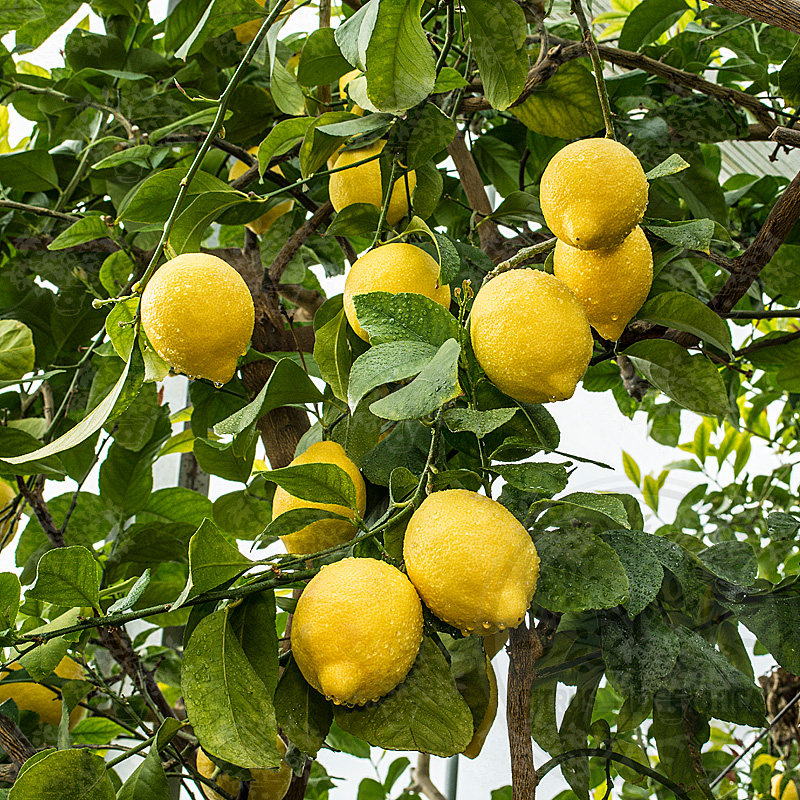 Лимон Эврика / Lemon Eureka — цитрусовое растение, детальное фото
