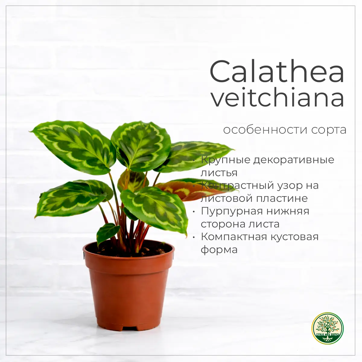 Calathea veitchiana узорные листья