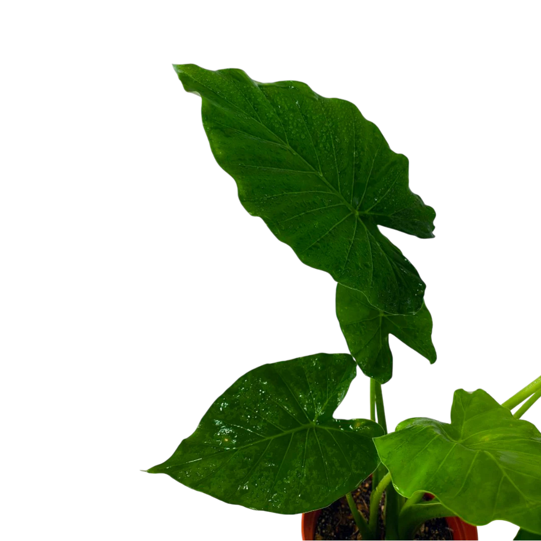 Алоказия Гигант/Alocasia macrorhizos купить