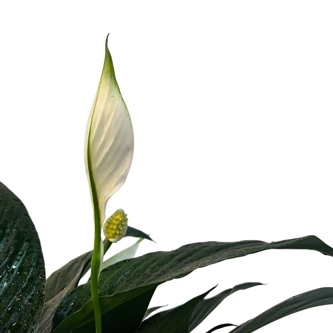 Спатифиллум Краун / Spathiphyllum Crown купить