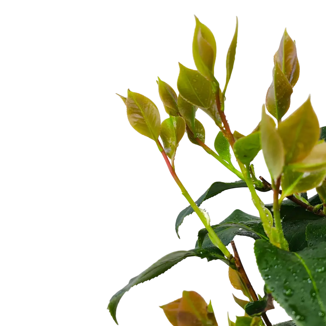 Камелия японская Доктор Кинг / Camellia japonica Dr. King купить