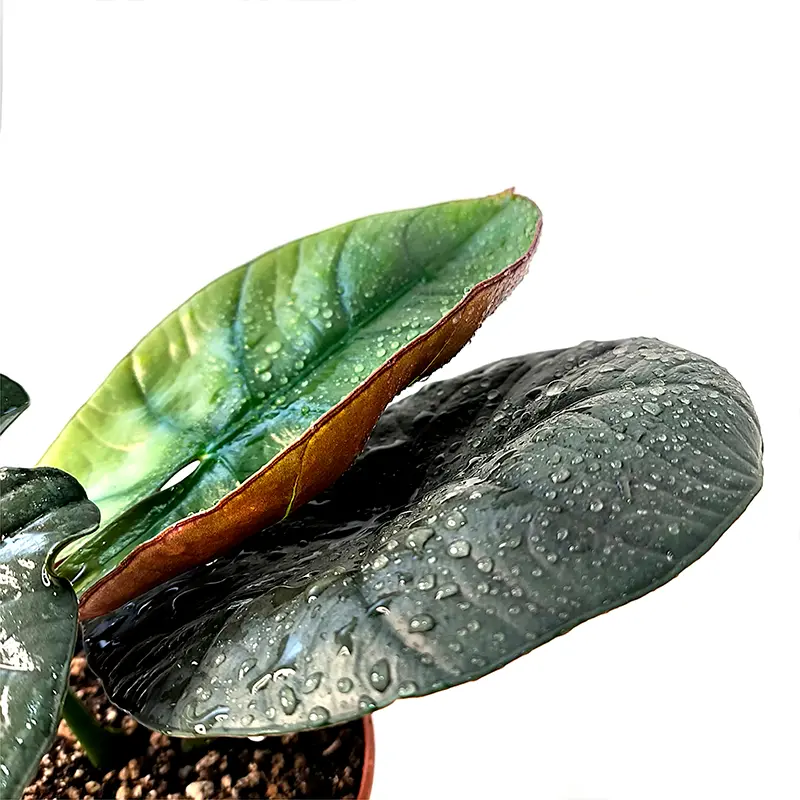 Alocasia Equator листья