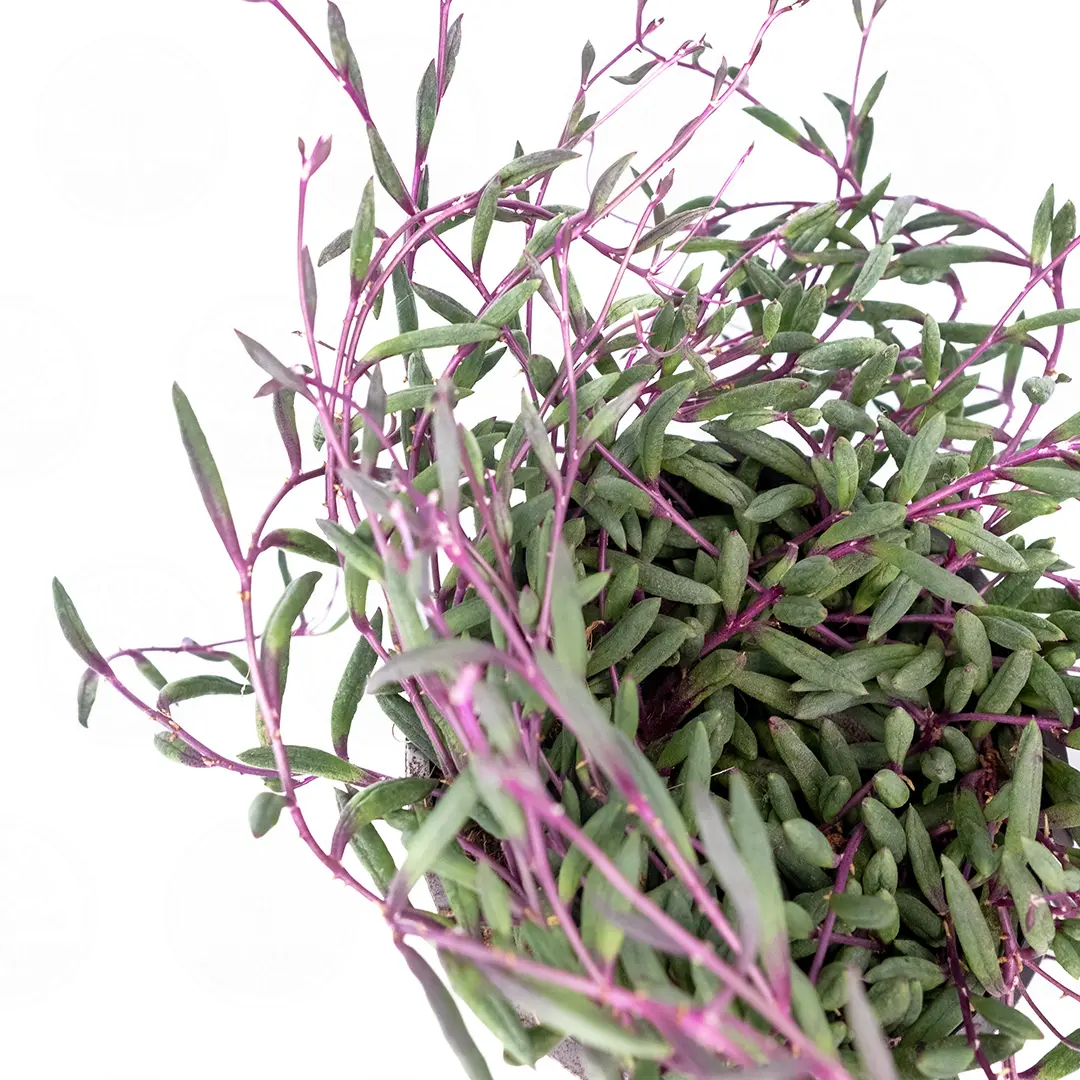 Крестовник Геррейна Пурпл Флаш / Senecio herreanus Purple Flush купить