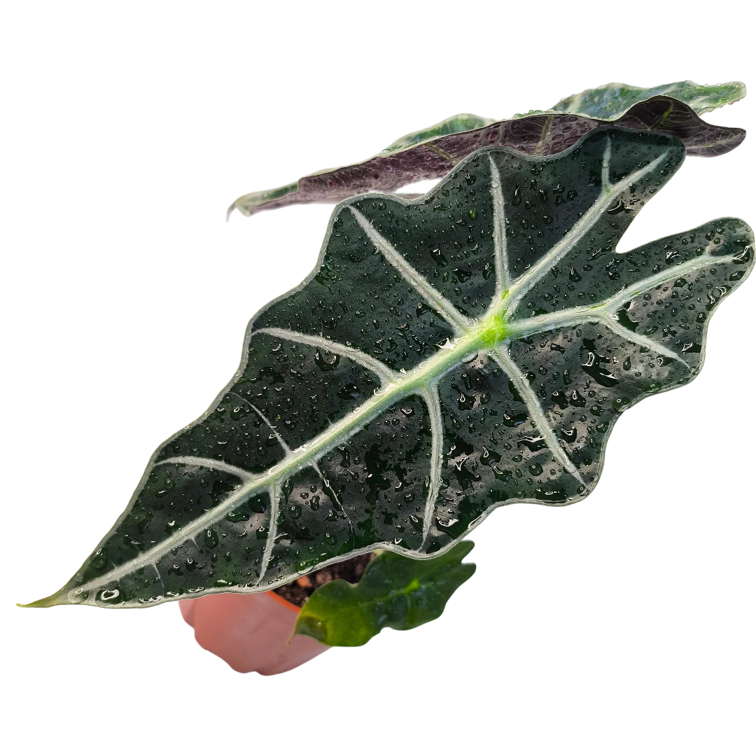 Алоказия Полли / Alocasia amazonica Polly купить