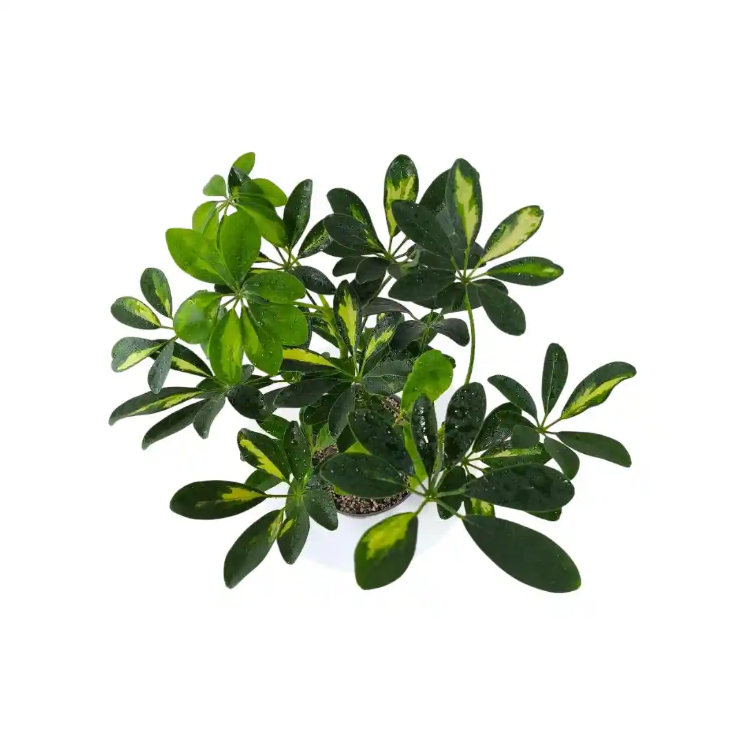 Шеффлера зеленая / Schefflera "Green" купить