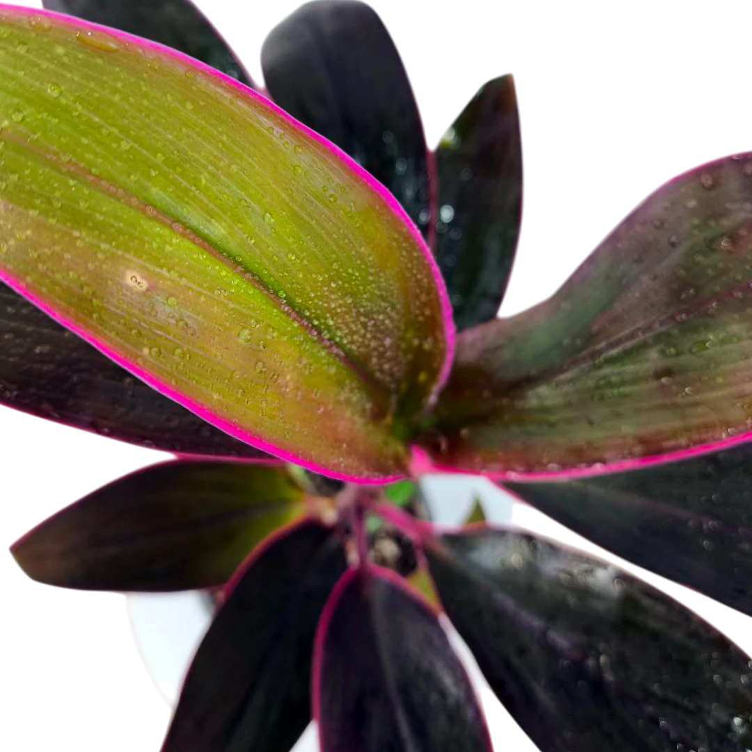 Кордилина fruticosa Mambo купить