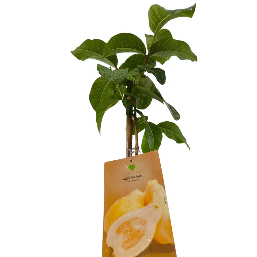 Гуава, псидиум Лимонная / Psidium guajava Lemon