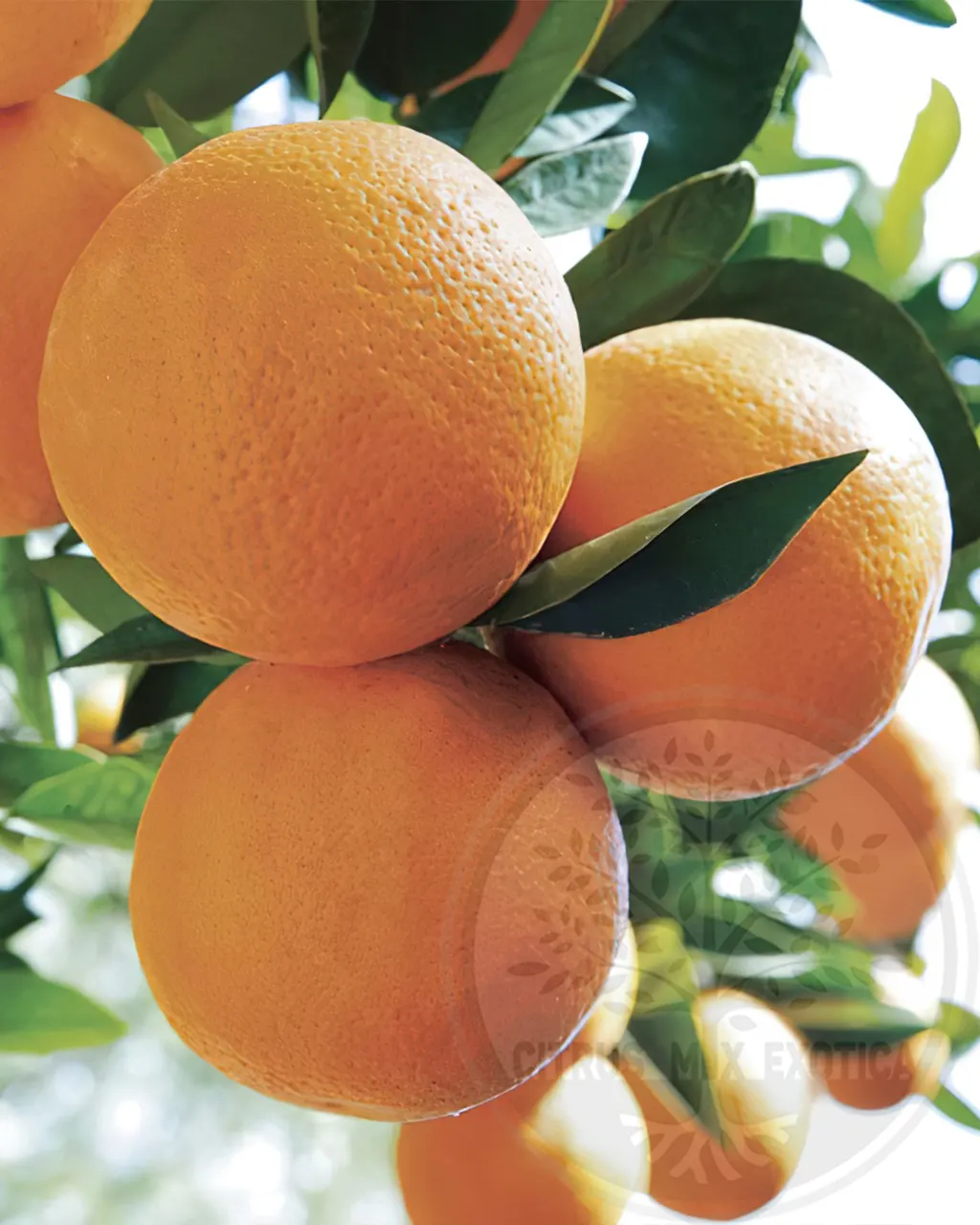 Апельсин Валенсия / Orange Valencia — цитрусовое растение, детальное фото
