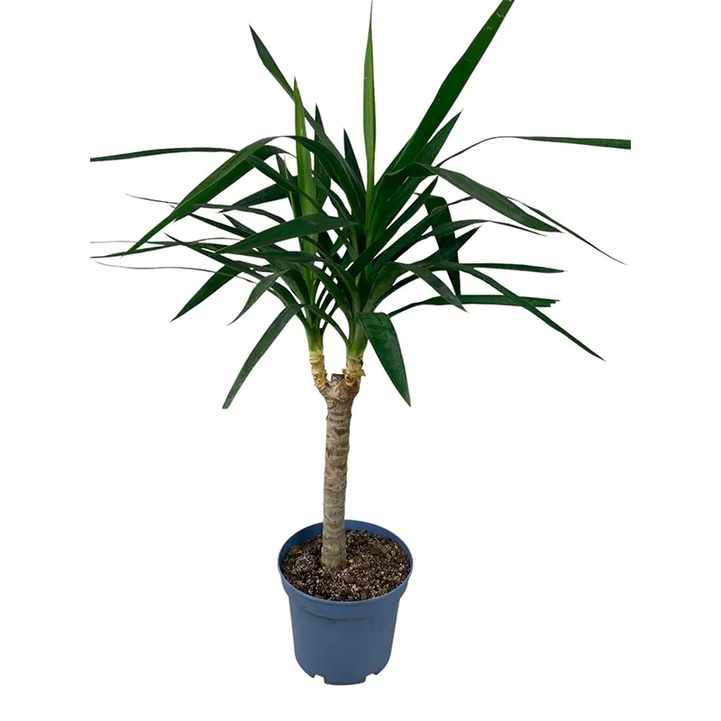 Юкка гигантская / Yucca gigantea купить