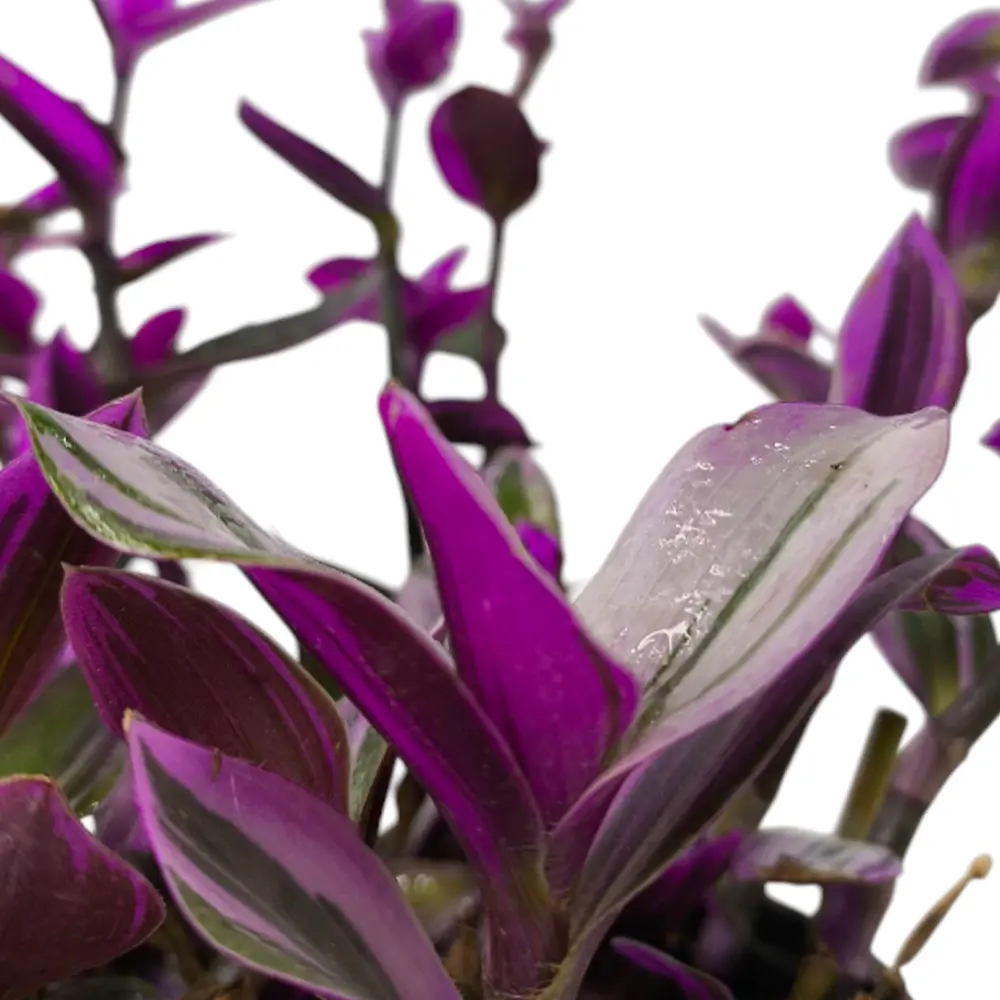 Традесканция Нанук/ Tradescantia Nanouk купить