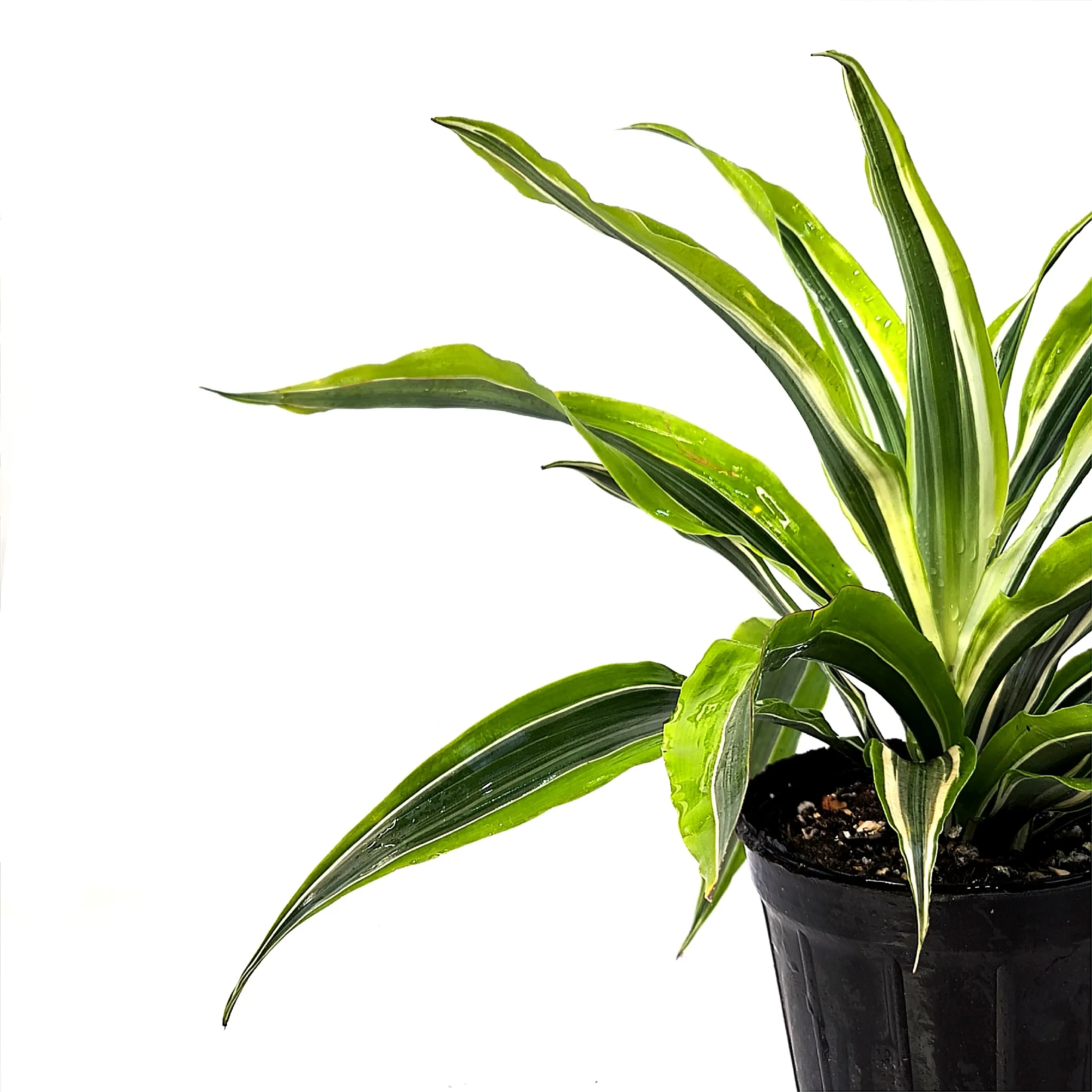 Dracaena Royers Gold листья