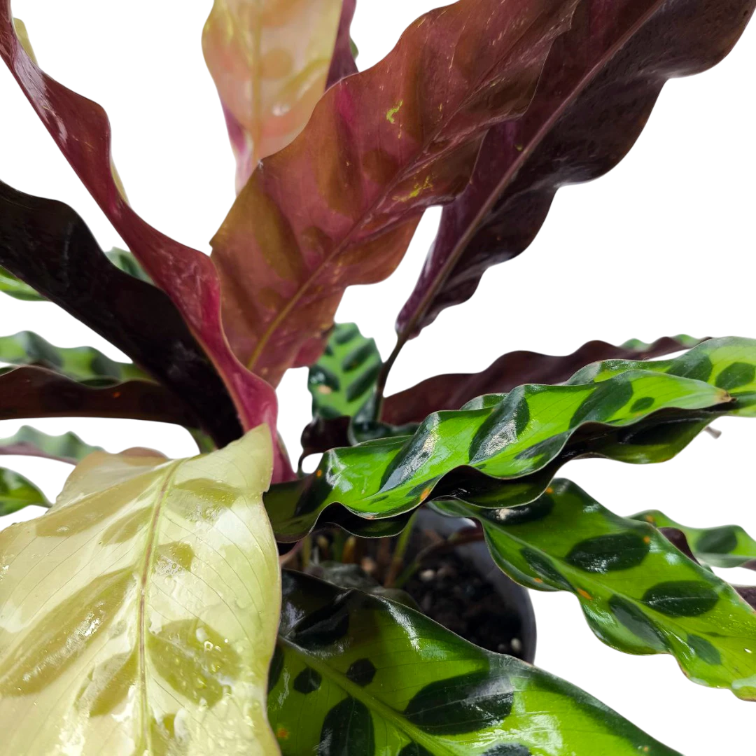 Калатея ланцетолистная / Calathea lancifolia купить