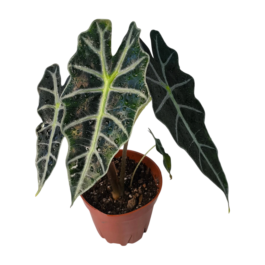 Алоказия Полли / Alocasia amazonica Polly купить
