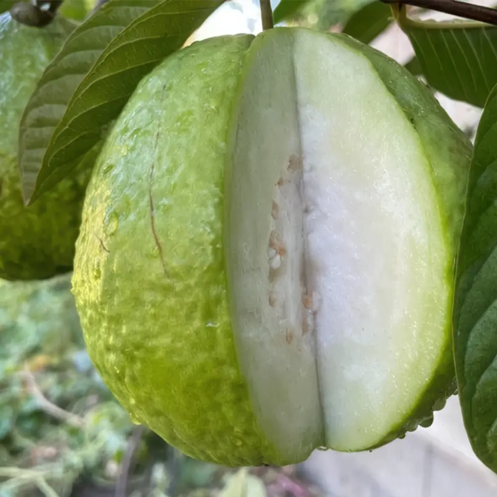 Гуава Гигант де Бангок / Psidium Gigante de Bangkok
