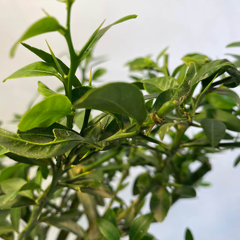 Микроцитрус Бианко / Microcitrus Bianca — цитрусовое растение, детальное фото
