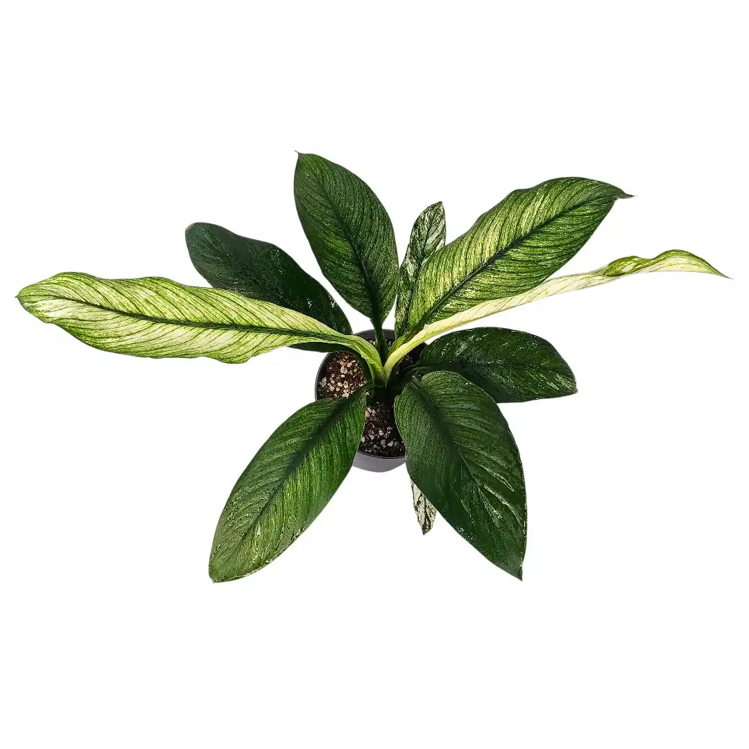 Спатифиллум Сенсейшен (Сенсация) / Spathiphyllum Sensation купить