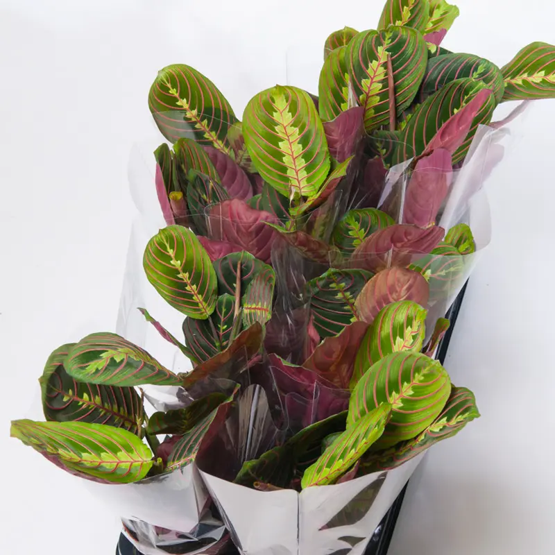 Маранта Фасцинатор Триколор / Maranta leuconeura Fascinator Tricolor купить