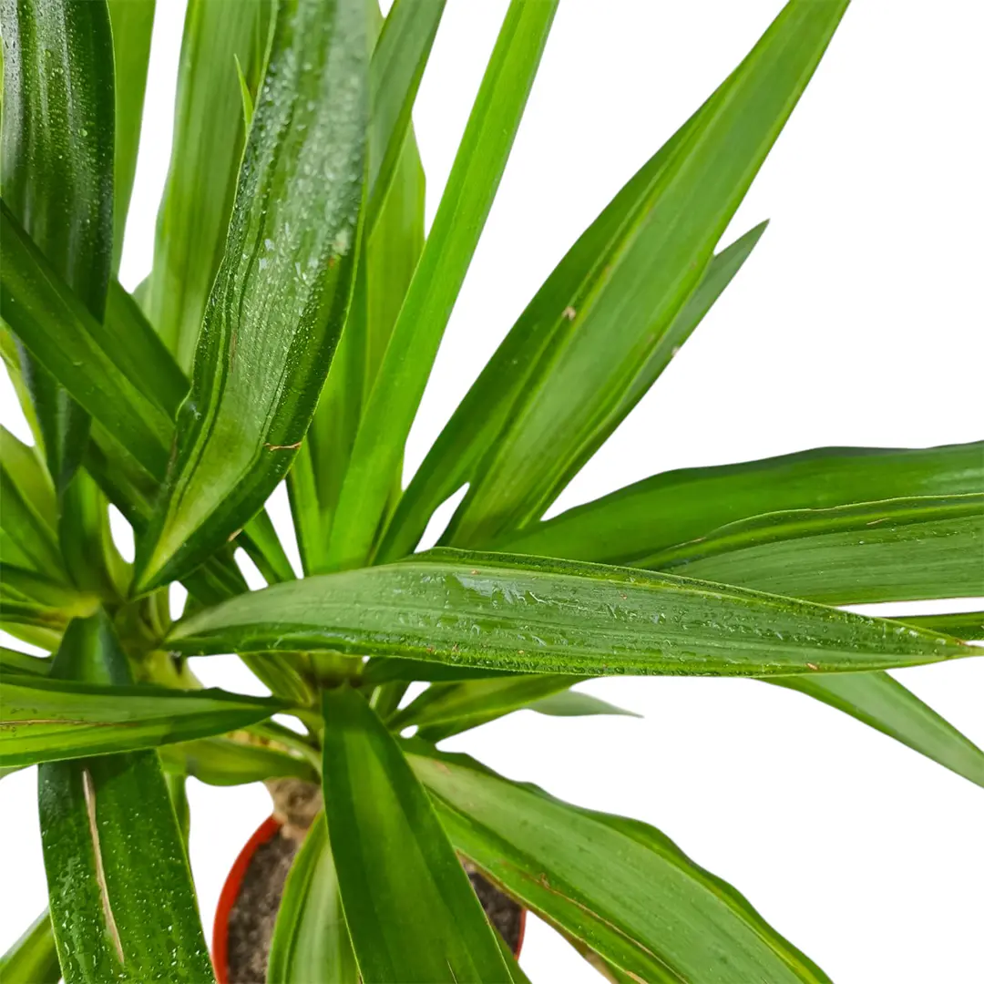 Юкка вариегатная / Yucca Variegata купить