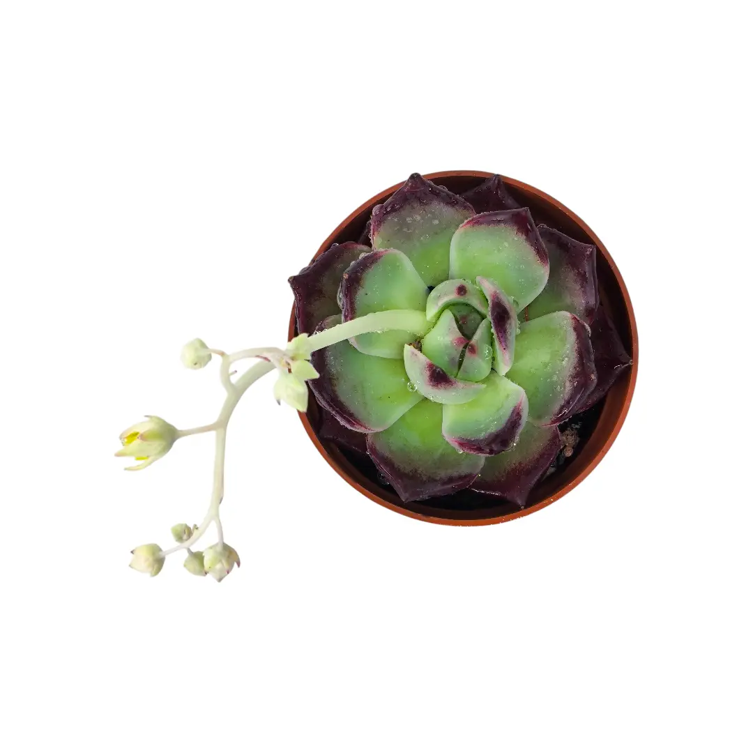 Эхеверия Агавовидная / Echeveria Agavoides купить