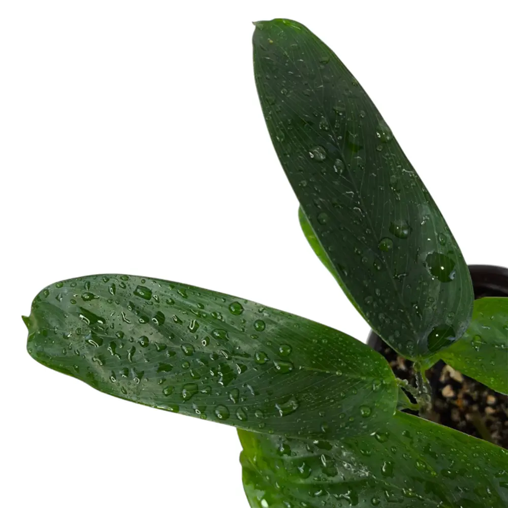 Ктенанта setosa "Green Flag" купить