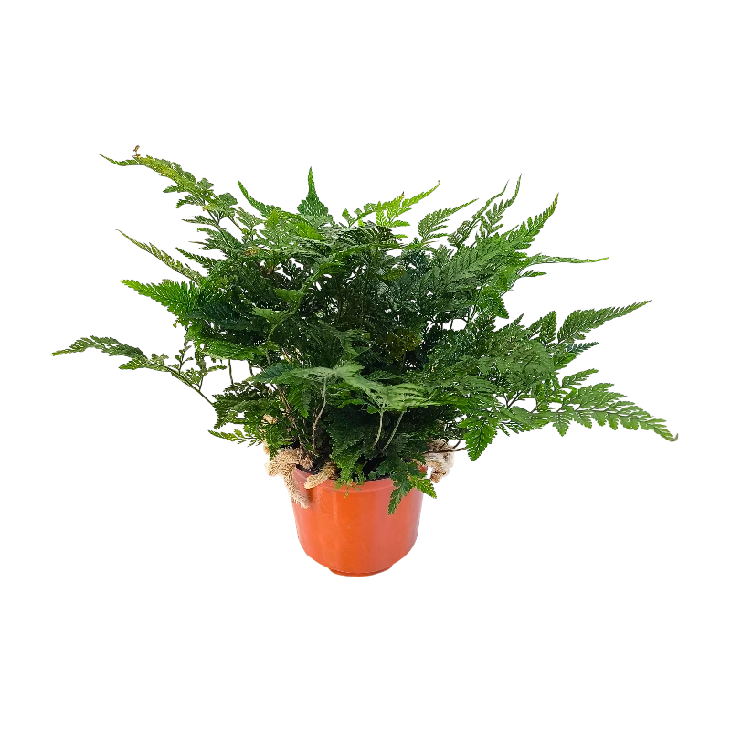 Даваллия Фиджийская / Davallia fejeensis купить
