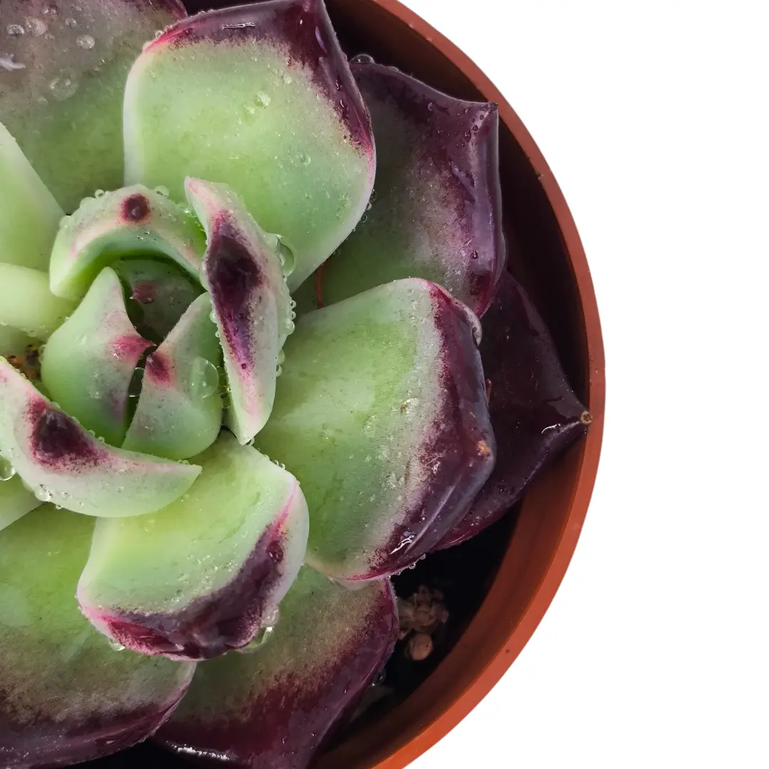 Эхеверия Агавовидная / Echeveria Agavoides купить