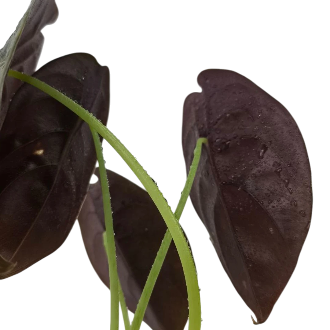 Алоказия Купера Ред Секрет / Alocasia Cuprea Red Secret купить